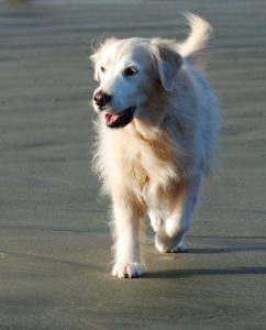tango
